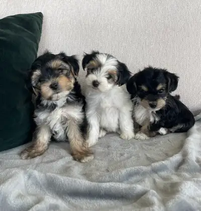 Yorkshire Terrier x Bichon Puppies, View more
