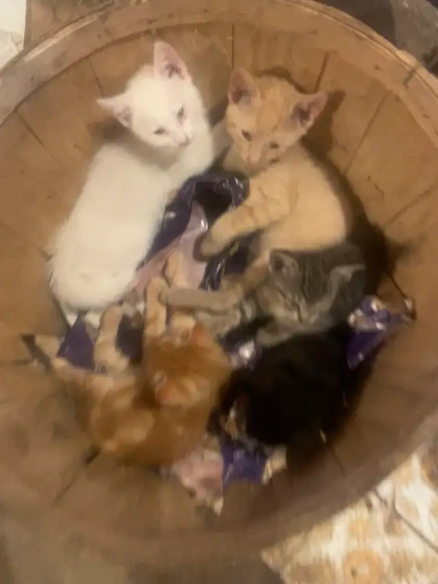 Farm Kittens