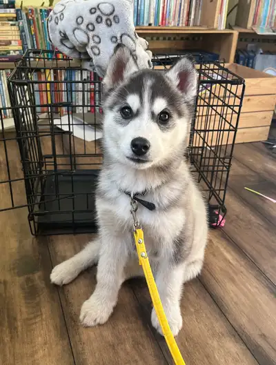 CKC Registered Siberian Husky puppies, View more