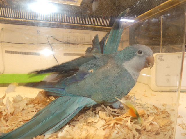 Adult bonded pair blue quakers in Birds for Rehoming in Abbotsford - Image 2