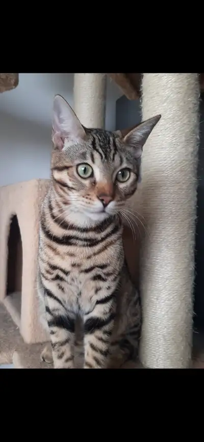 Bengals Purs ❤, View more