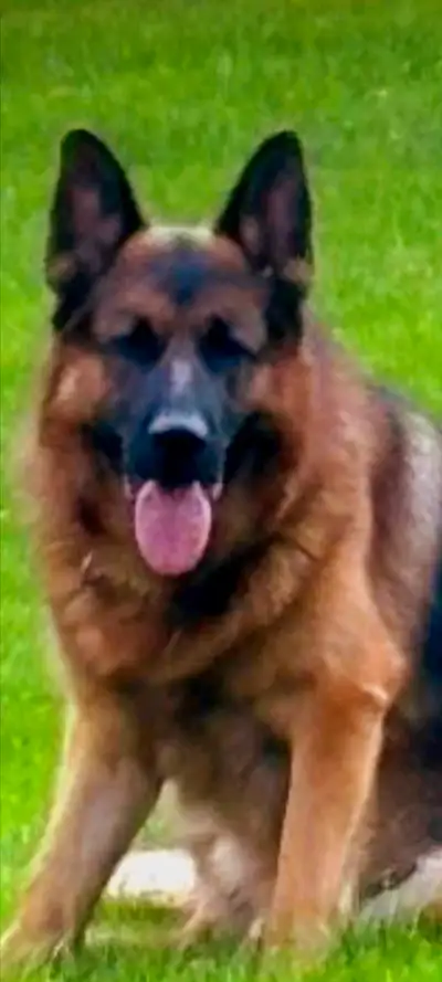 Je vends mon Berger Allemand, un compagnon fidèle et protecteur. Ce chien, bien que d'âge mûr, reste...