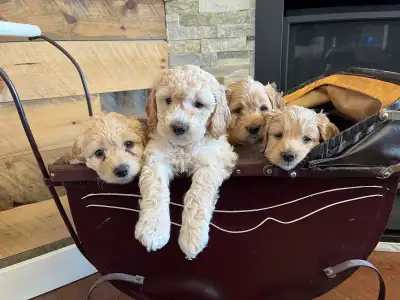 All puppies adopted!, View more