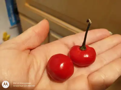 Guyana Wiri Pepper SEEDS Ships Canada or Pick up in Scarborough, View more