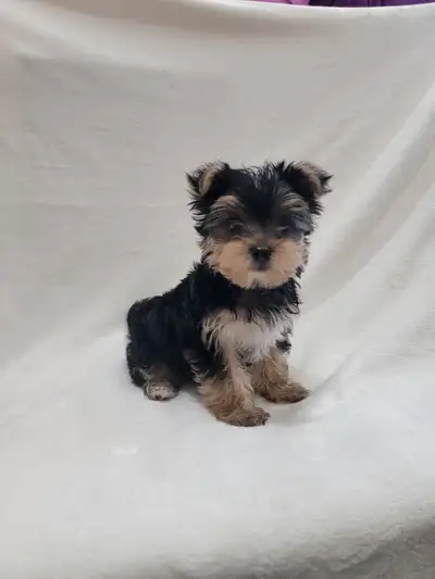  Elegant Purebred Yorkie Puppy – Hypoallergenic & Family Raise, View more