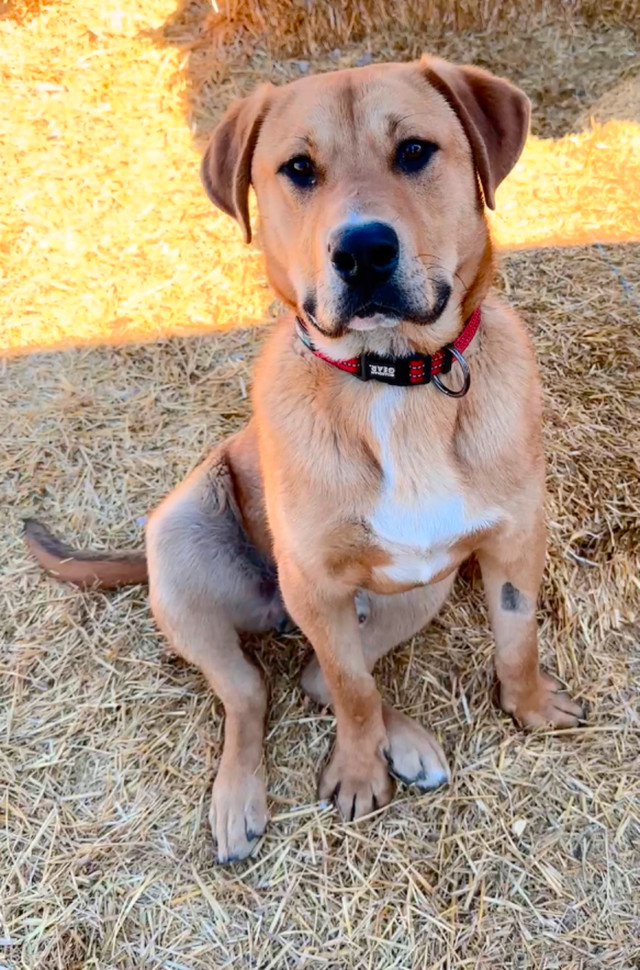 Samson - Your future best friend! in Registered Shelter / Rescue in Saskatoon - Image 2