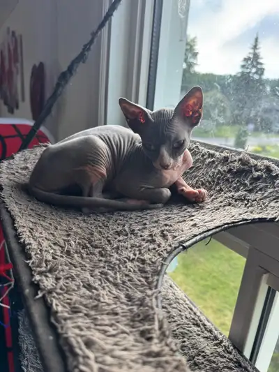 Sphynx chaton, View more