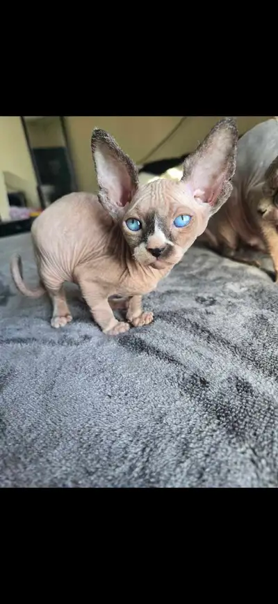 3 chattons sphynx, View more