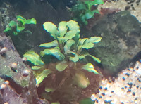 Bucephalandra pygmaea 