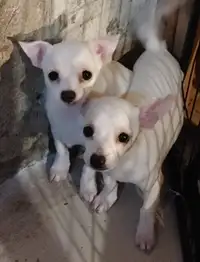 Two Chihuahua Pups ready to go to new homes