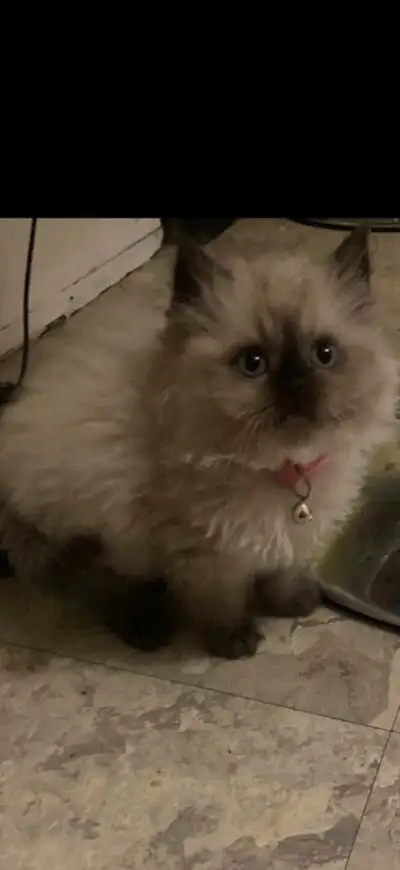 4 Himalayan Ragdoll Male Kittens, View more