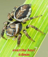 Evarcha hoyi jumping spider