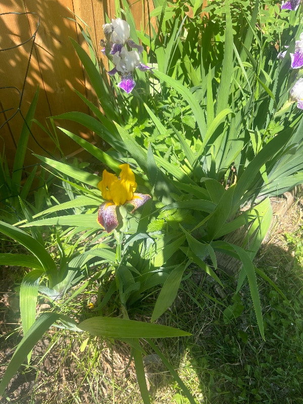 Iris plants perennials Plants, Fertilizer & Soil Edmonton Kijiji