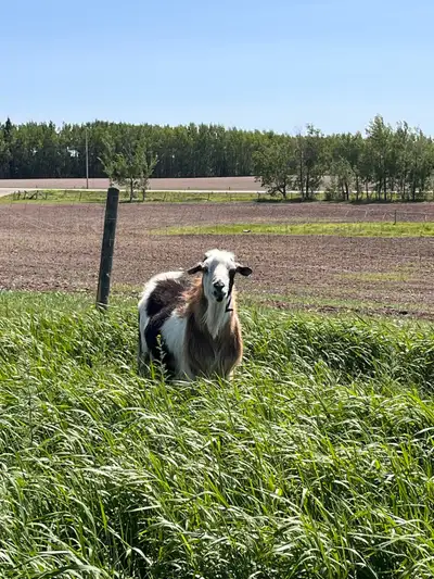 Handsome buck for sale! Finn is a purebred, polled kiko. He is 3 years old and produces some amazing...