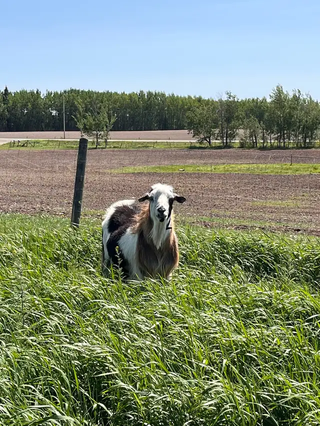 Purebred Kiko Billy Goat in Livestock in Vanderhoof - Image 2