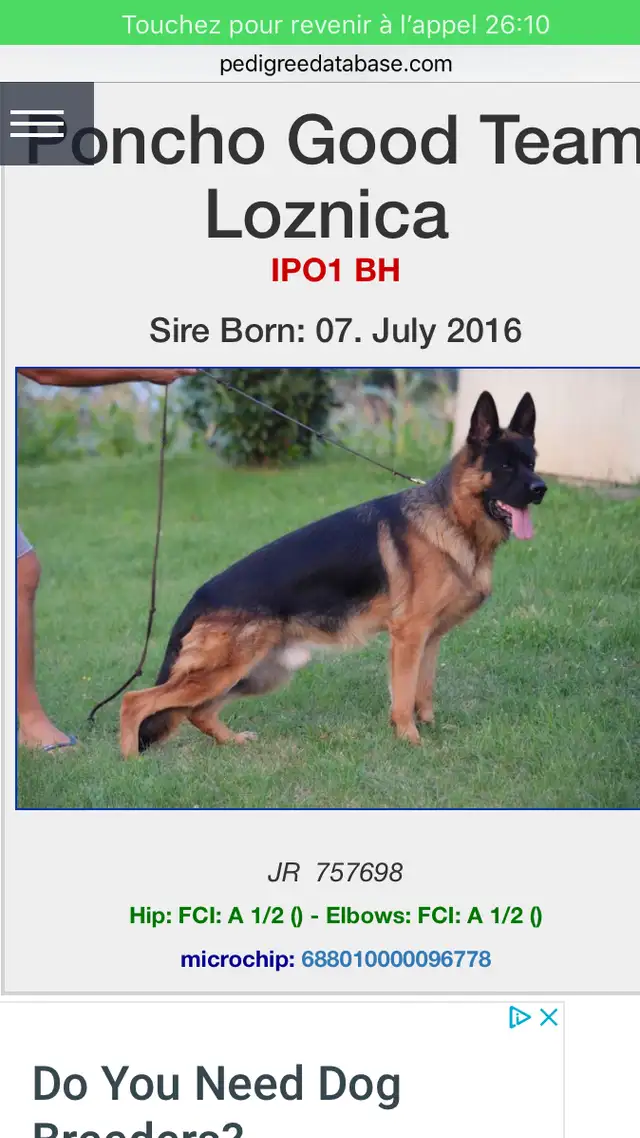 Chiots Berger Allemand Enr. CKC Reg. German Shepherd puppies in Dogs & Puppies for Rehoming in Laval / North Shore - Image 9
