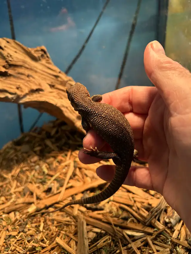 COOL NILE, MANGROVE AND SAVANNAH MONITORS in Reptiles & Amphibians for Rehoming in North Bay - Image 4