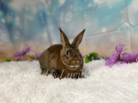 Purebred NEUTERED mini Rex bunnies 