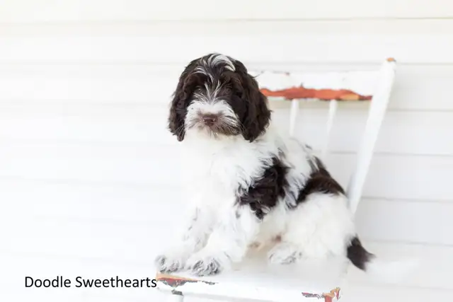 Labradoodle Puppies, Medium Size in Dogs & Puppies for Rehoming in Kitchener / Waterloo - Image 3