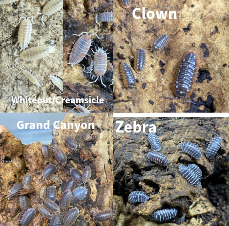 Updated Isopod List - Reduced Prices and New Pods! in Reptiles & Amphibians for Rehoming in Kingston - Image 4
