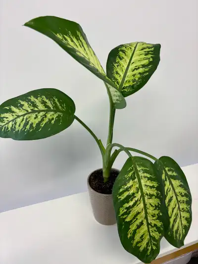 Dieffenbachia for sale, View more