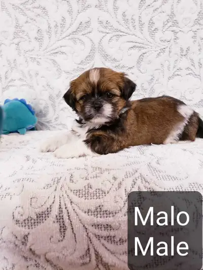 Shih tzu puppies (please read the ad), View more