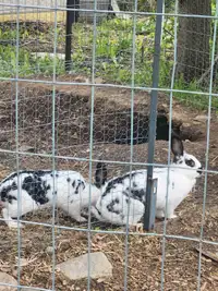 2 free female meat rabbits