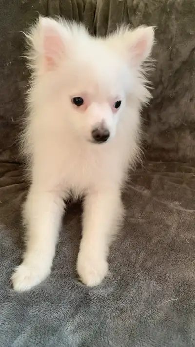 Pomeranian puppies, View more