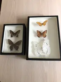 Papillons encadrés 
