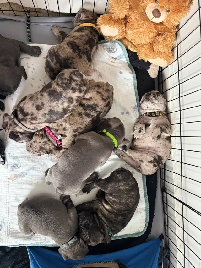 French Bulldog Puppies | Ready Soon | Pre-Booking in Dogs & Puppies for Rehoming in Kelowna - Image 4