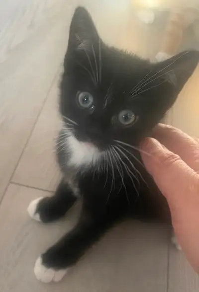A two-month-old black female kitten is looking for a new home. It is cute, independent, has a black...