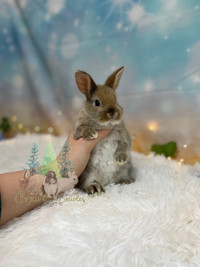 NEUTERED baby Netherland dwarf bunny 