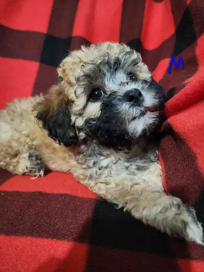 Bichon Shih tzu, View more