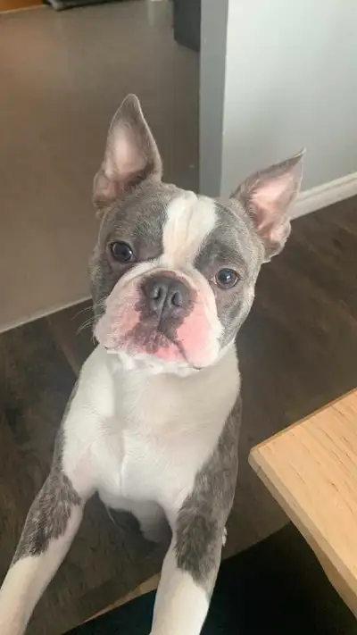 Guardian home for our Frenchton Reggie , View more