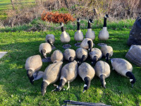 Goose decoys/layout blinds