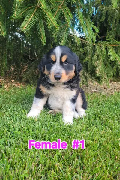 Collie, Australian Shepherd, Blu heeler Mix Puppies, View more
