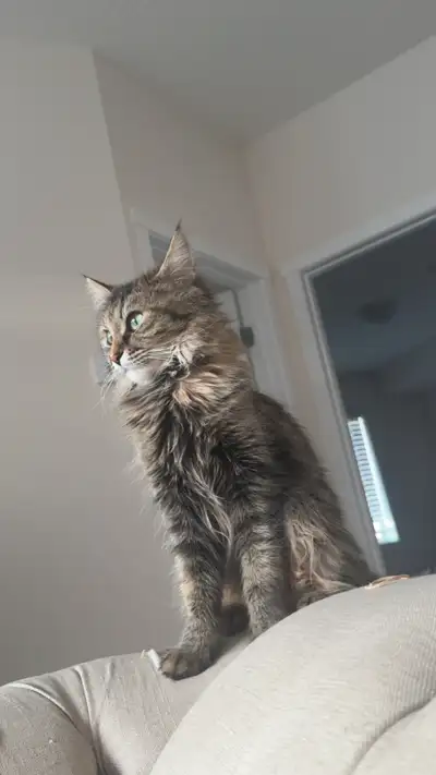 Cat Rehoming, View more