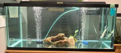 Full setup 75g fish tank +20 convict cichlids, View more