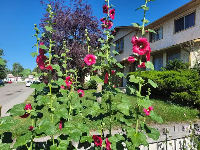 hollyhock plants63023586389507122