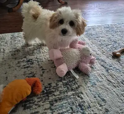 Adorable Female Bichonpoo puppy(Bichon Frise × Toy Poodle), View more