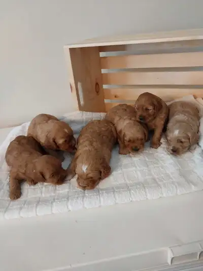 Beautiful Cockapoos, View more