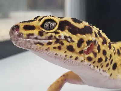 Plusieurs geckos léopard, tous nés ici même. Plus de 25 ans d'expérience, vous adoptez directement d...