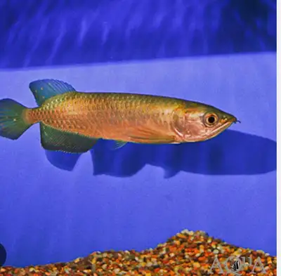 lf: jardini arowana, View more
