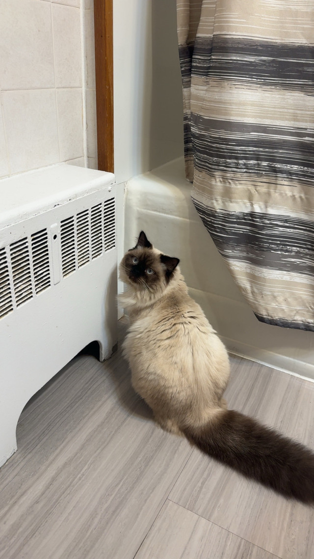 10 month old Himalayan in Cats & Kittens for Rehoming in Saint John