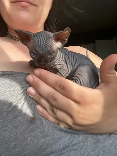 3 female Sphinx kittens for adoption. They are adorable! They already love to be held and cuddled. V...