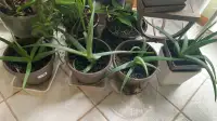 Aloe Vera ，plant for sale