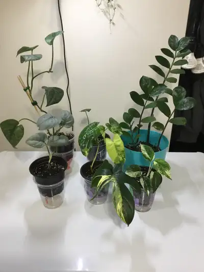 6 Plant Bundle, View more