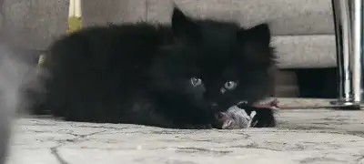 Hunting cat 6 weeks, View more