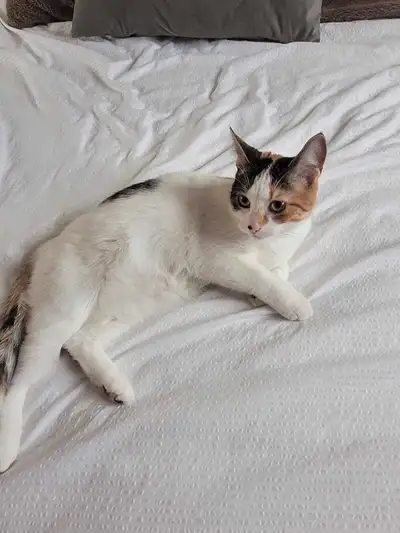 chatte stérilisée et micro puser , View more
