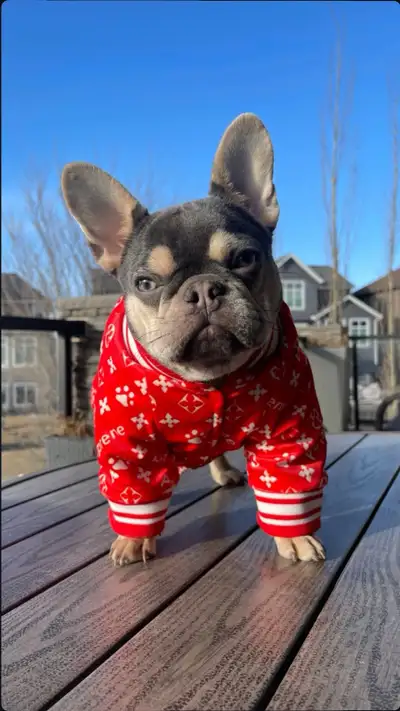 French Bulldog puppy Frenchie, View more